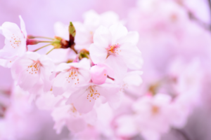 春のキャンペーンのための、イメージ（桜）