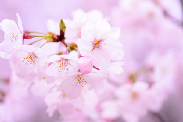 春のキャンペーンのための、イメージ（桜）